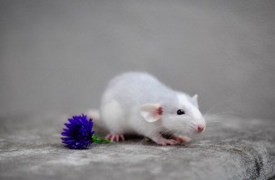 viber image11